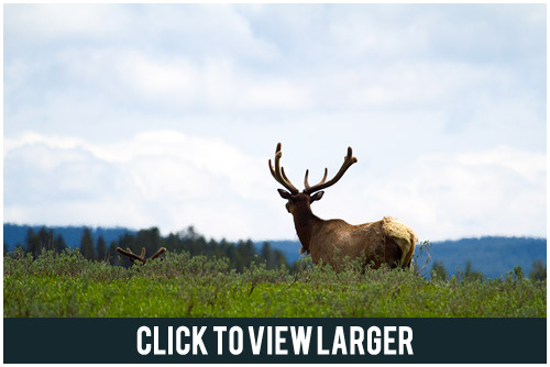 Elk Velvet near Upper Falls